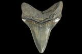 Serrated, Fossil Megalodon Tooth - South Carolina #134287-2
